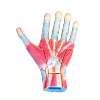 Модел на анатомични увеличаване на ръце, медицинска технология демонстрация 39*27*10 см безплатна доставка