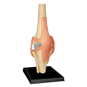 Модел на човешкото тяло, с гърди, образователна модел органи на колянната става, модел за обучение на студенти, модел събрание за обучение
